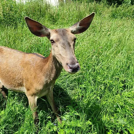 Domek alpejski Słoneczna Chałupka